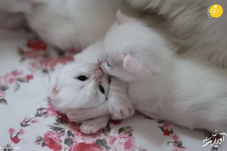 (تصاویر) ویژگیهای منحصربه فرد گربه وان